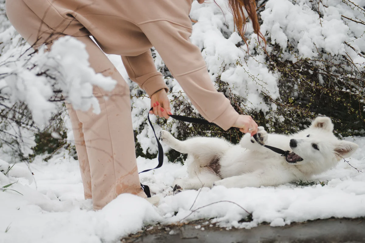 Young woman playing with dog on snow