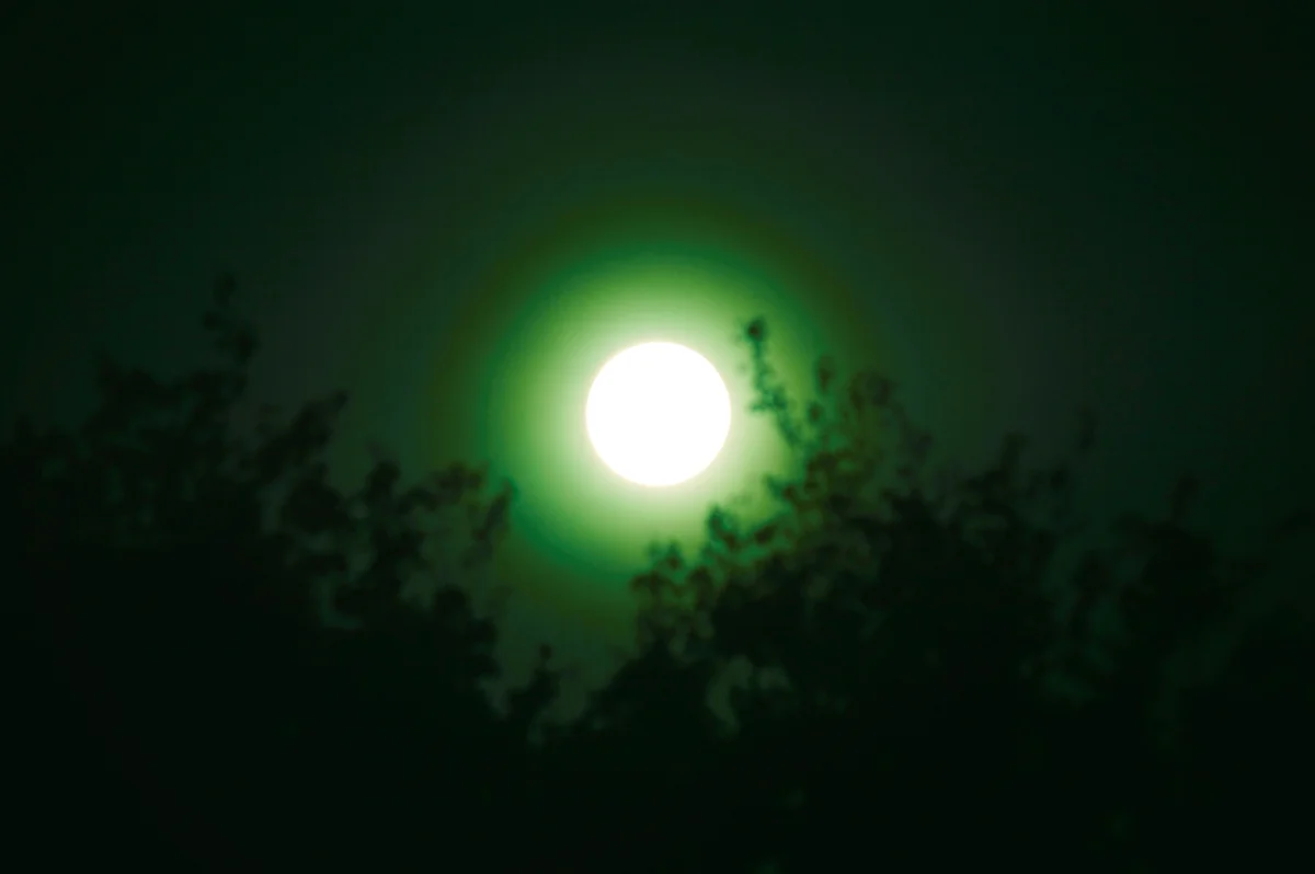 Green orb in the forest