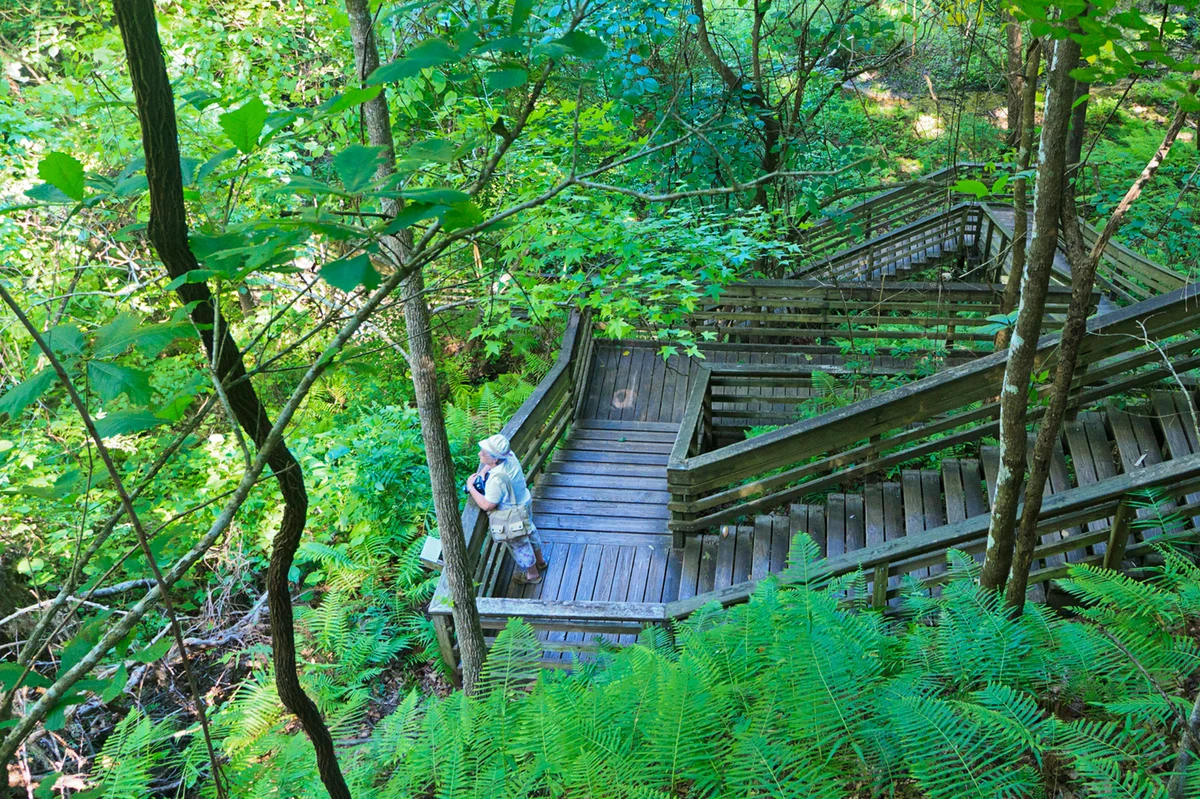 Devil's Millhopper Geological State Park in Gainesville, Florida.