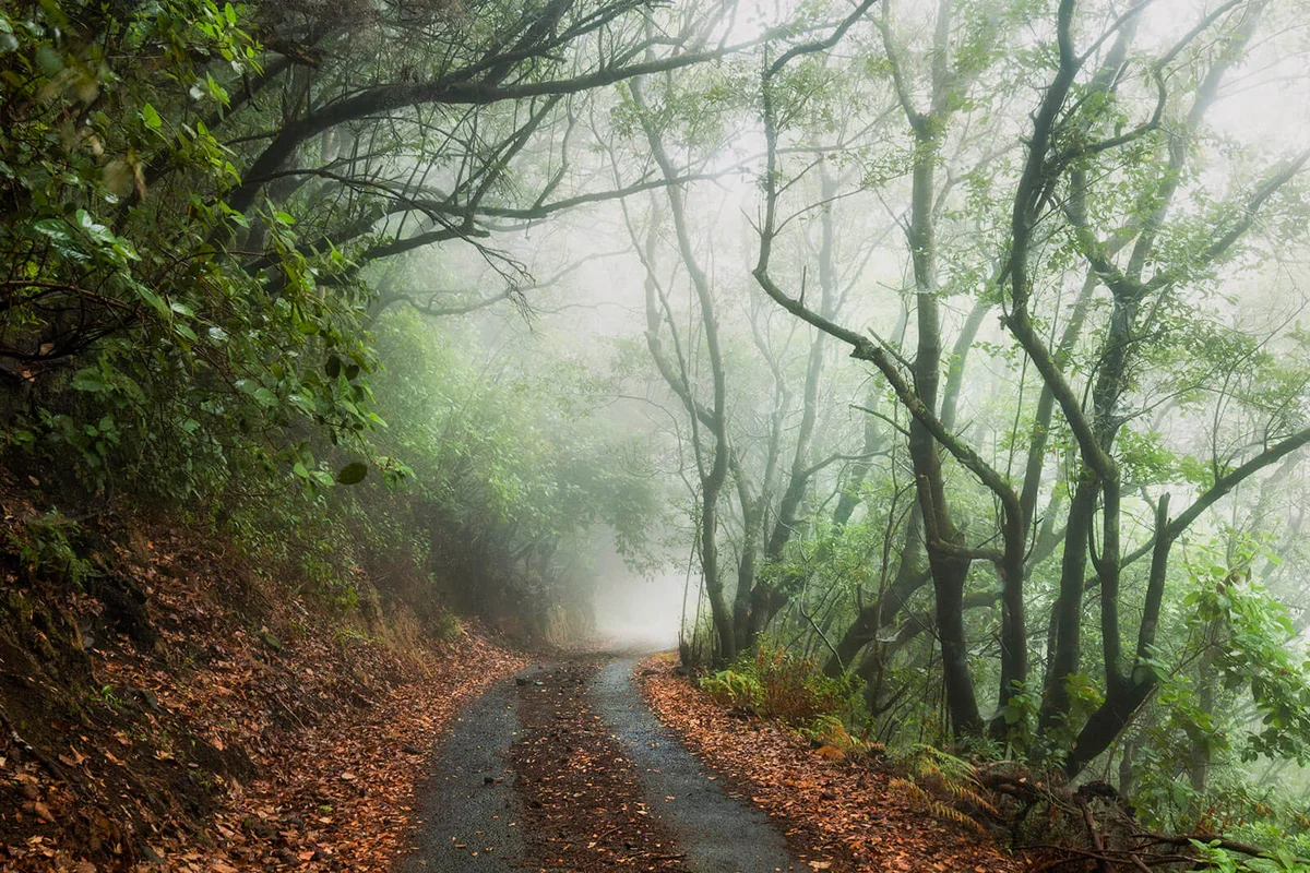 Mystic road through foggy forest