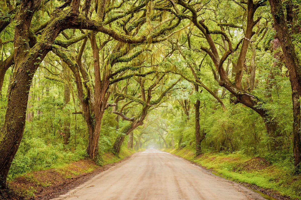 Botany Bay Canopy Road
