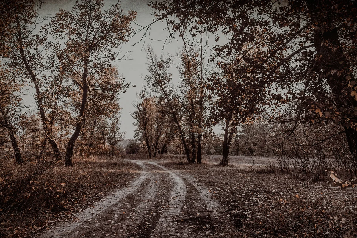 Misty mysterious forest landscape