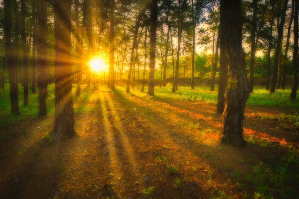 Foggy summer forest scenery at Pine Barrens, New Jersey