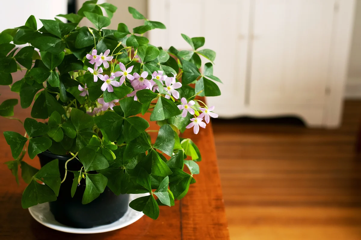 shamrock plant sitting on a table