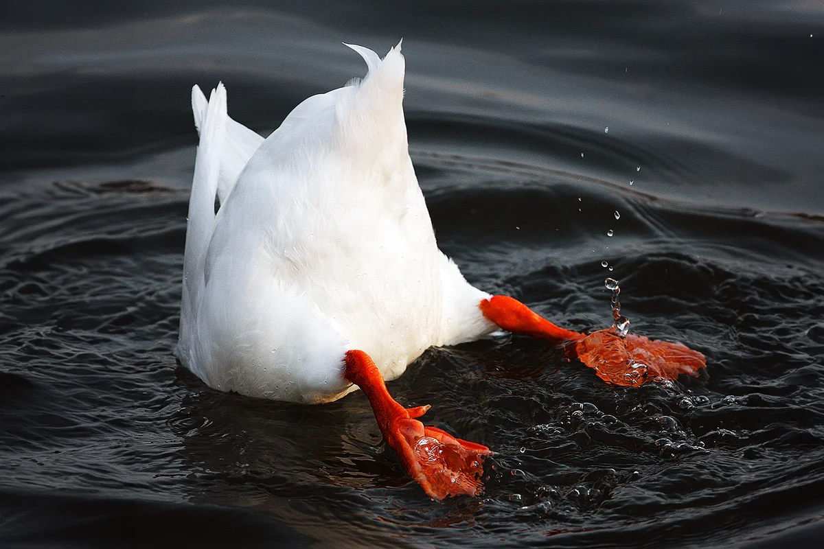Upside down duck in lake.
