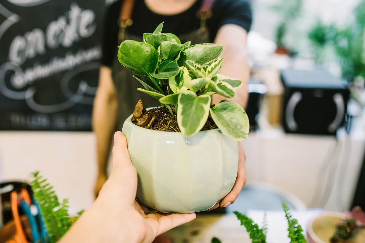 Client receiving a pot plant in a flower shop.