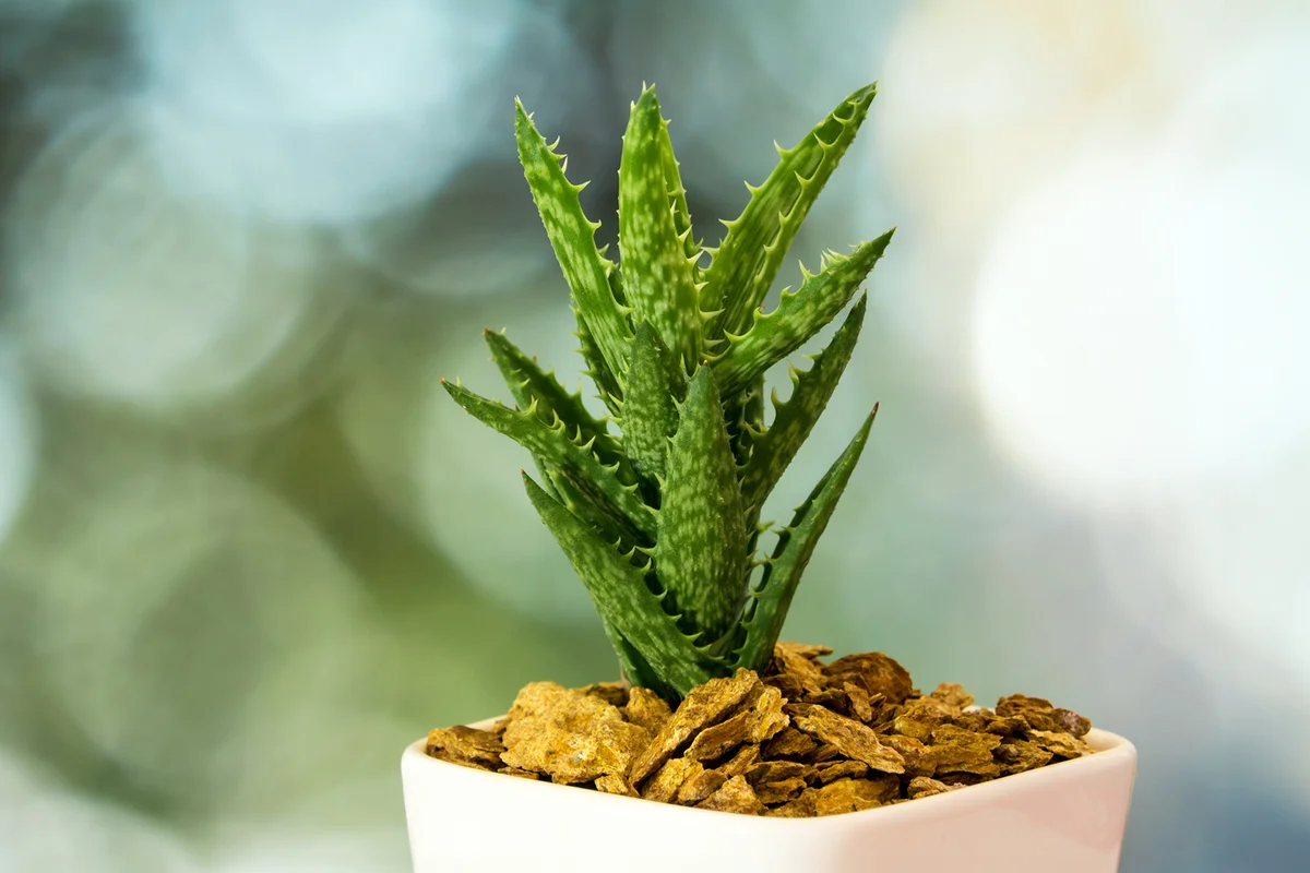 Succulent plant close-up, fresh leaves detail of Aloe juvenna Tiger Tooth Aloe