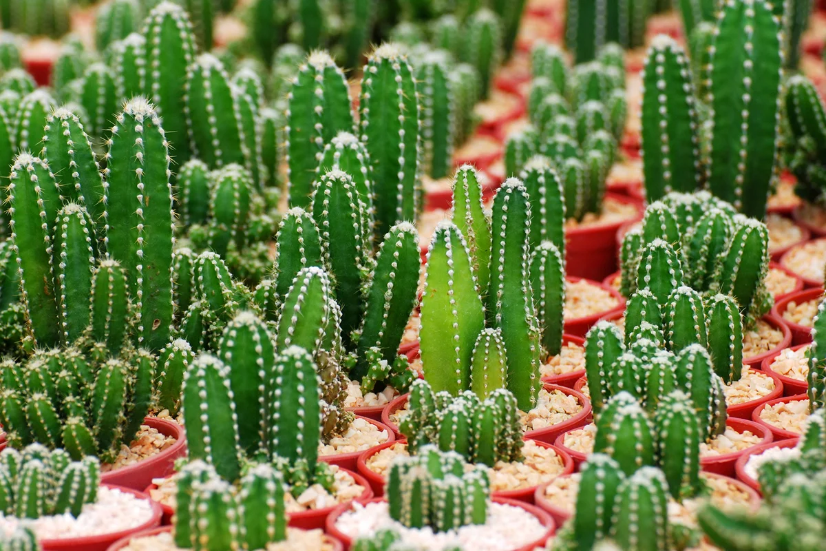 Pilosocereus Cactus pot or call fairy castle cactus.
