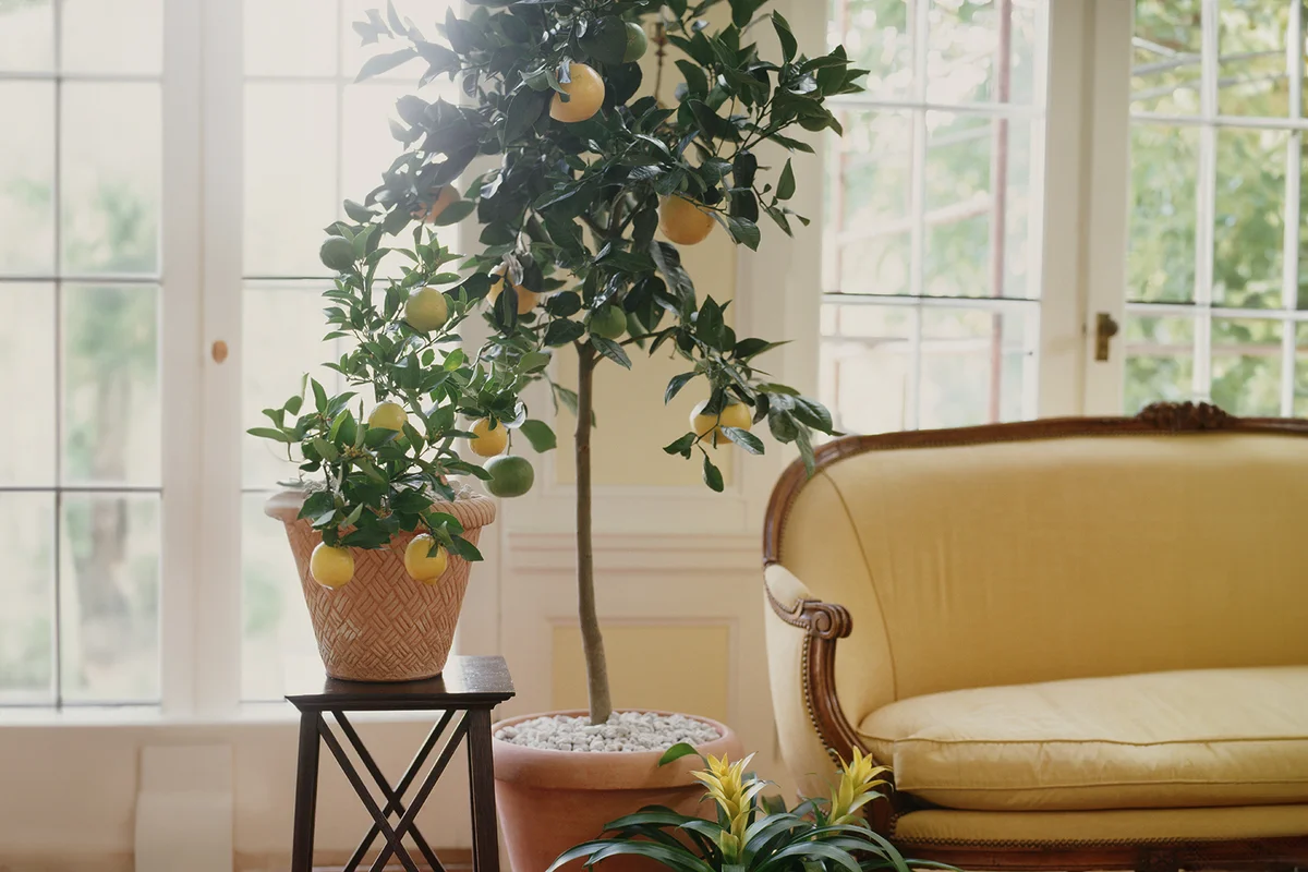 Potted lemon tree next to a settee