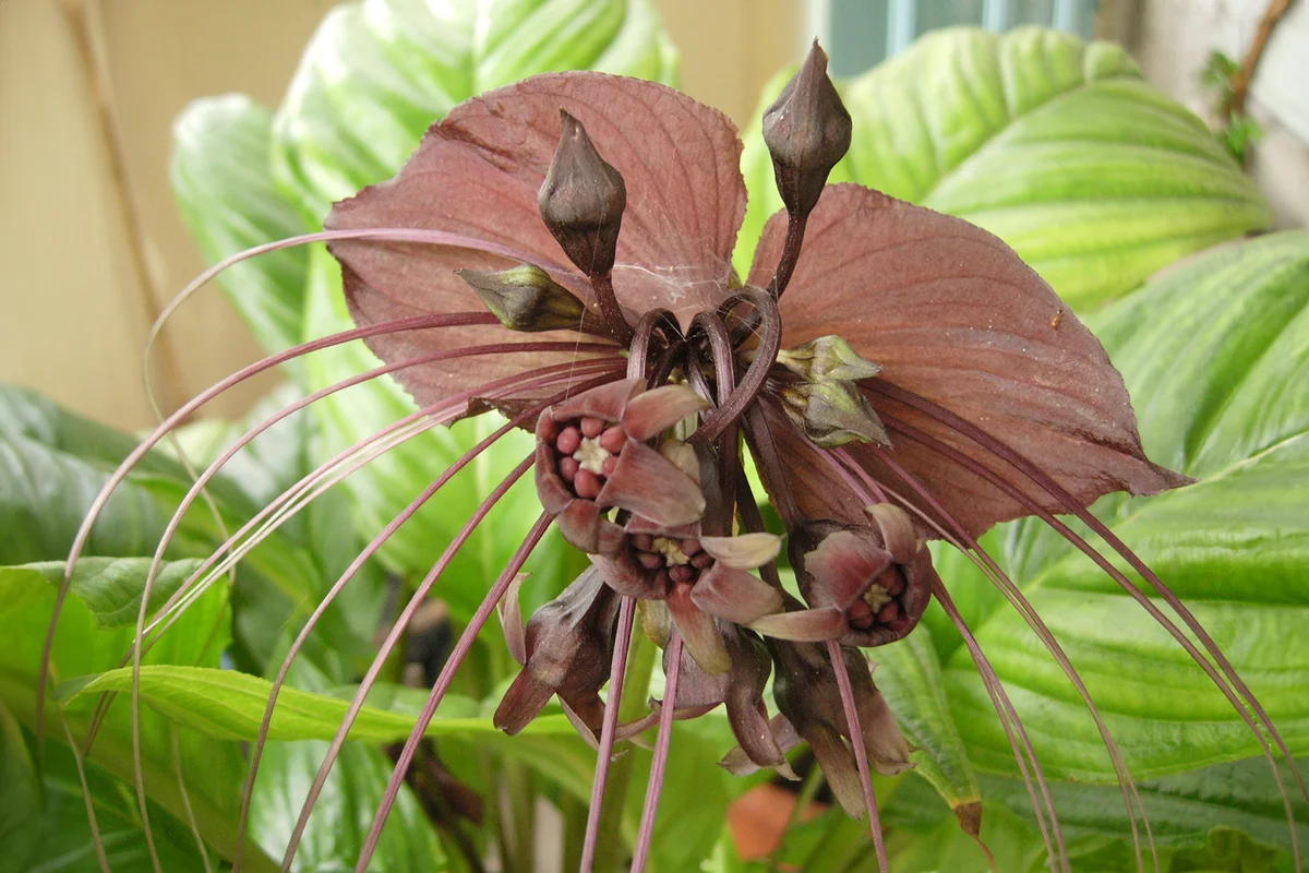 Close up of brownish black Bat Flower (Tacca chantrieri Andre or Chantrier Tacca) and the green leaves.