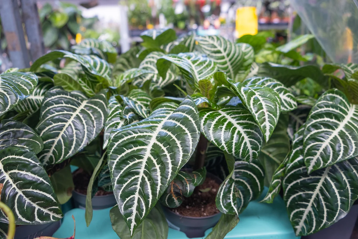 Squarrosa Aphelandra in small brown flower pots on the shelf of the showcase in greenhouses