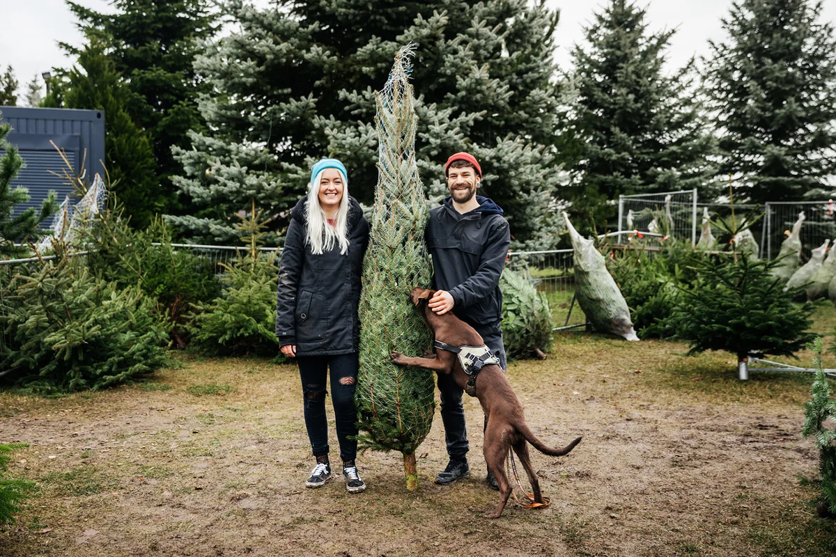 Young Couple Smiling Holding Freshly Cut Down Christmas Tree