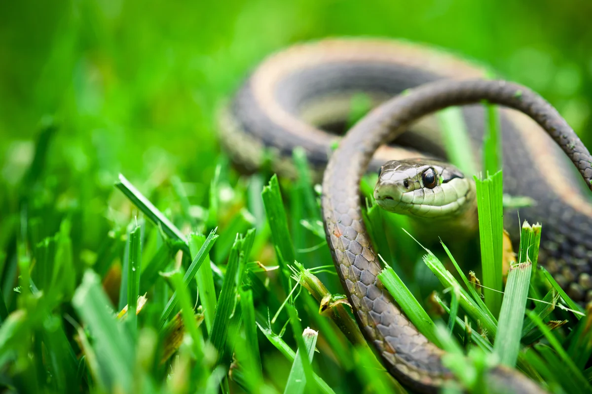 garden snake