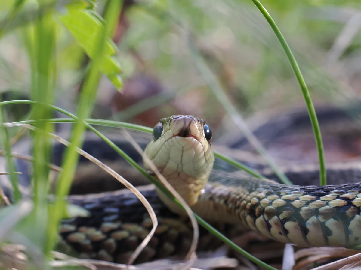 closeup of garter snake