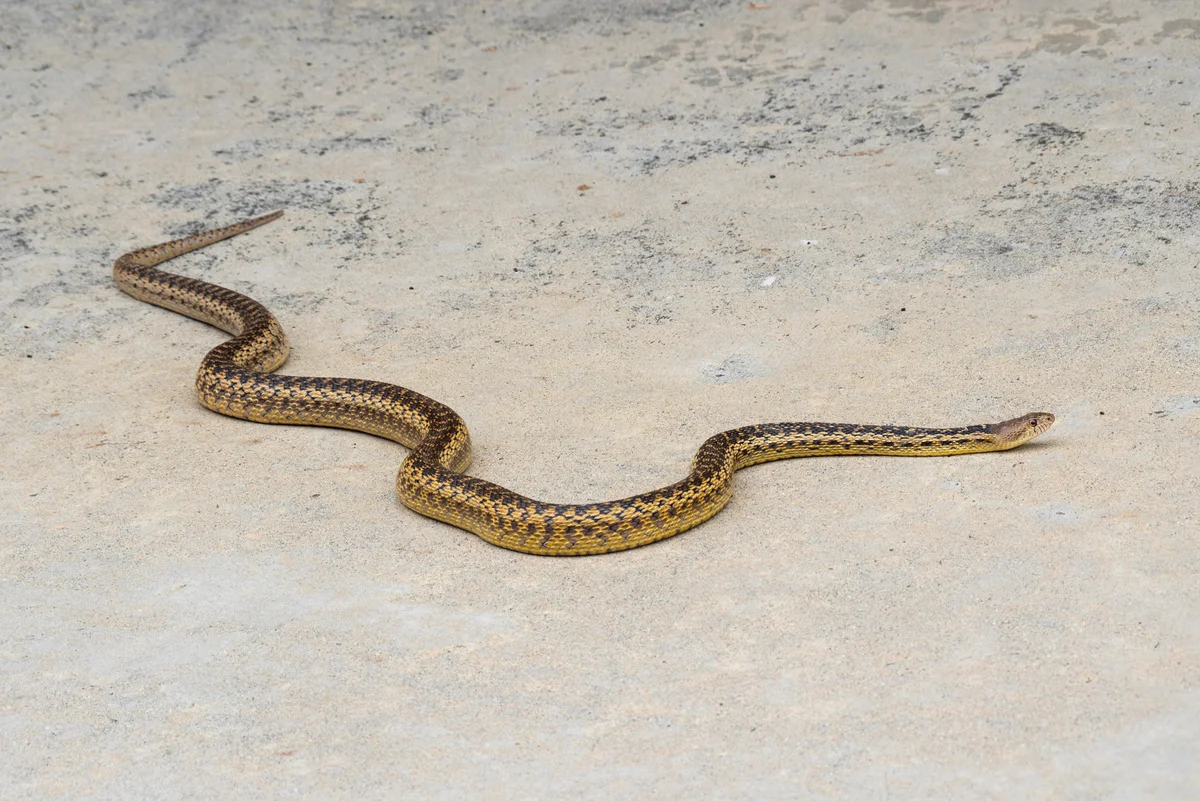 gopher snake