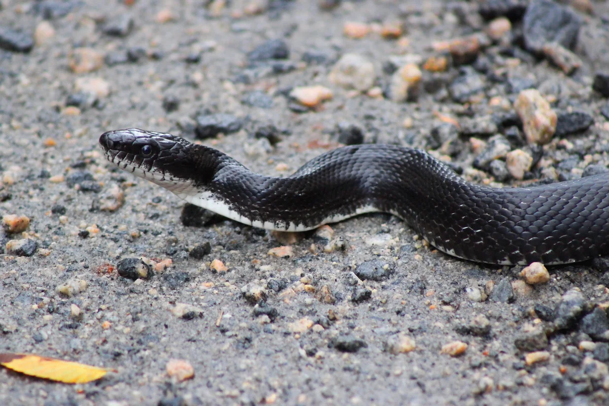king snake