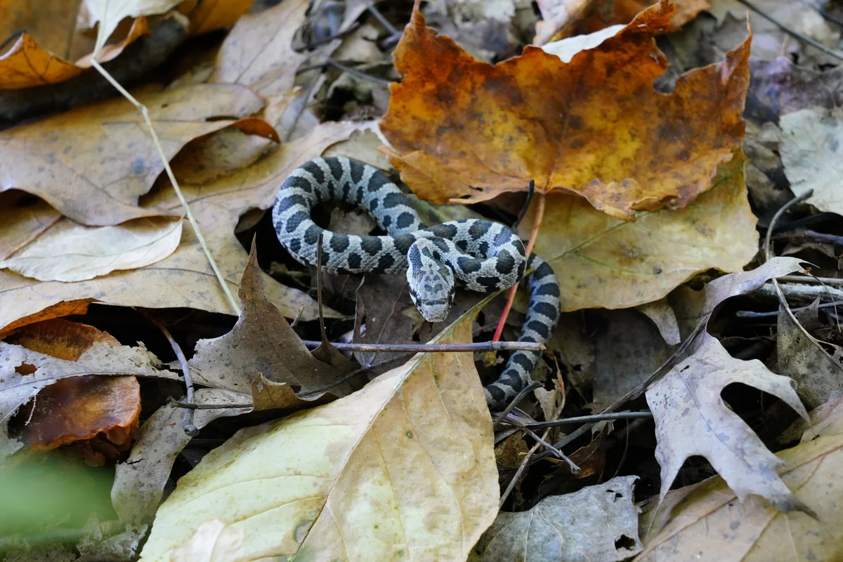 fox snake