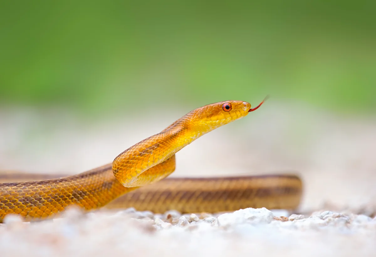 yellow rat snake