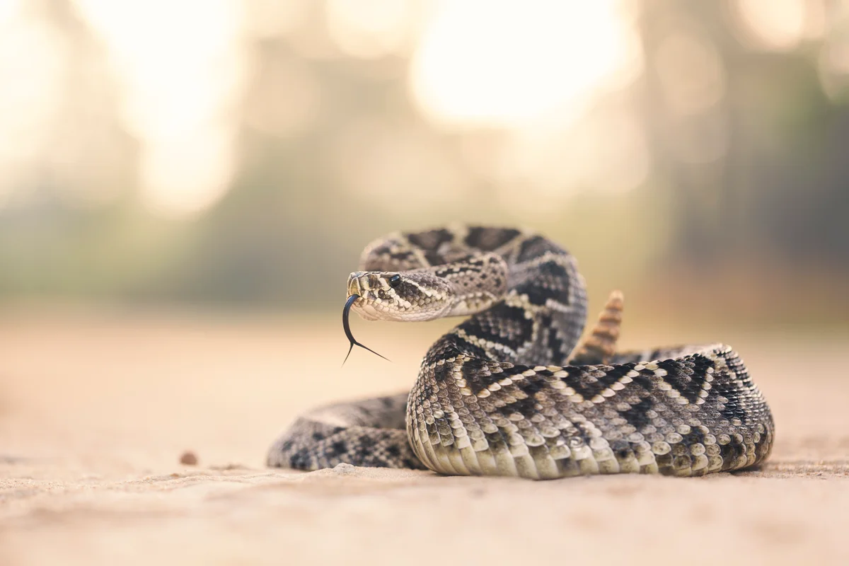 rattlesnake