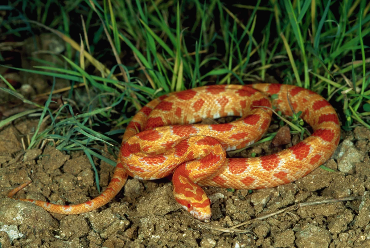 albino corn snake