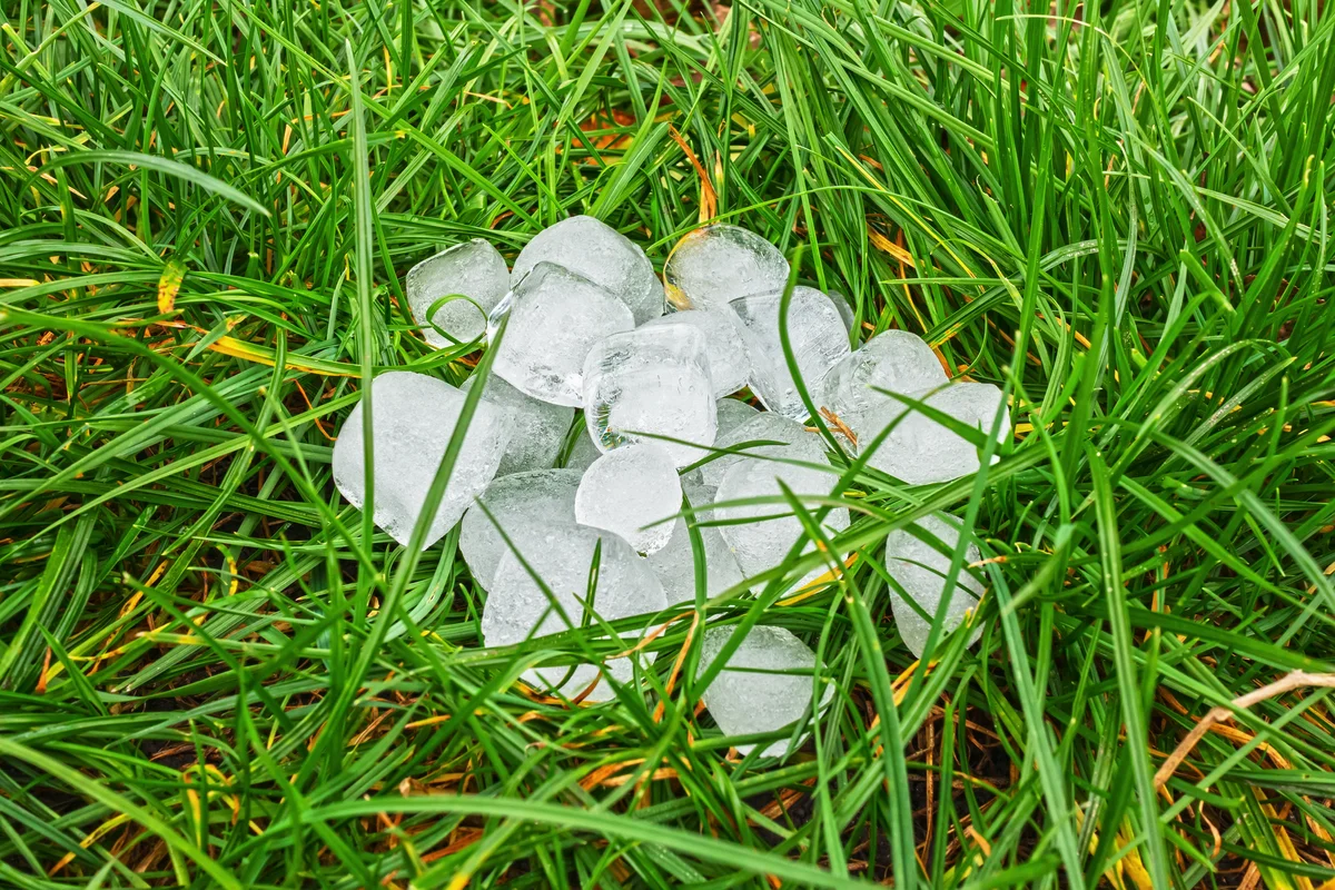 Ice cubes in the garden