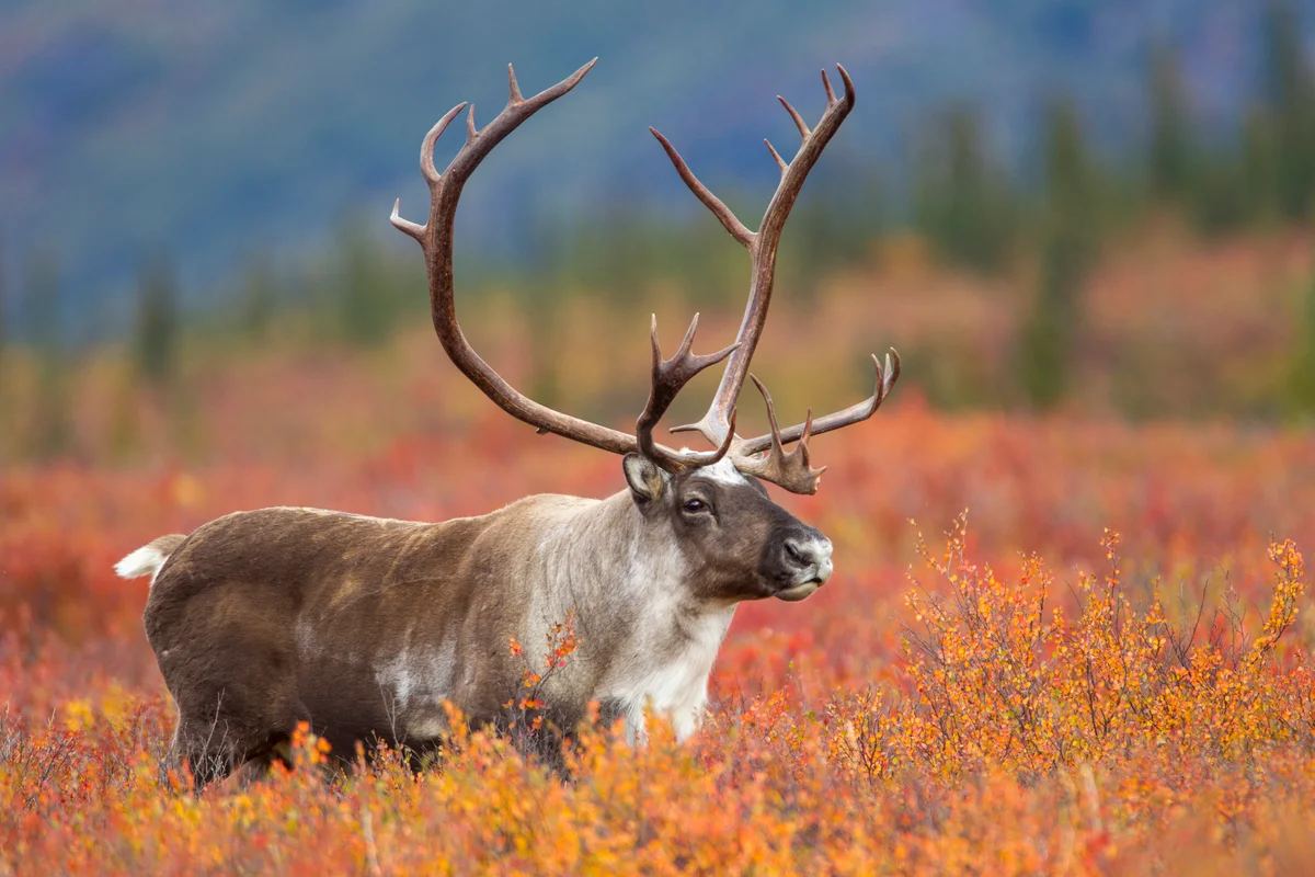 Caribou in the wild