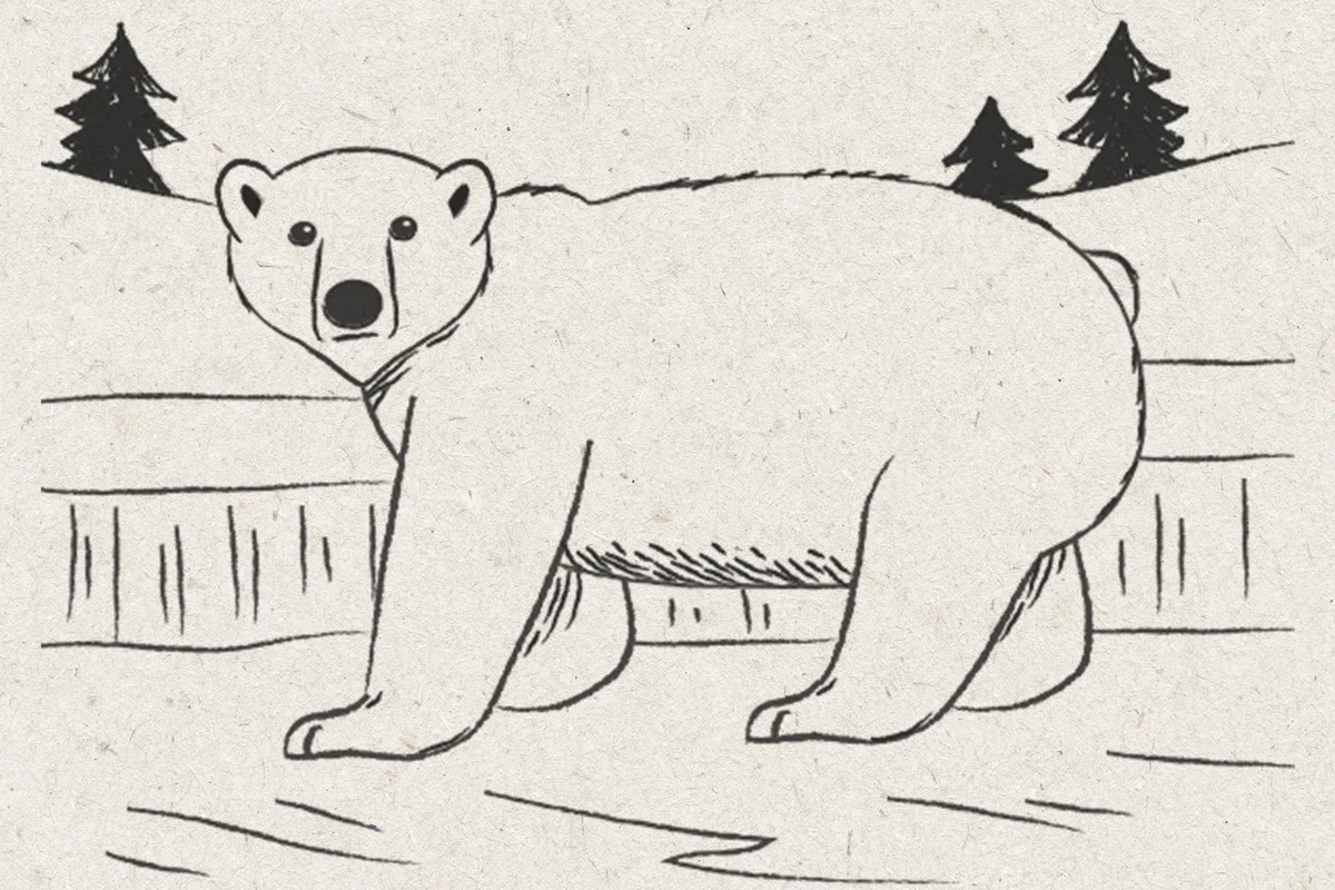 polar bear drawing step 6