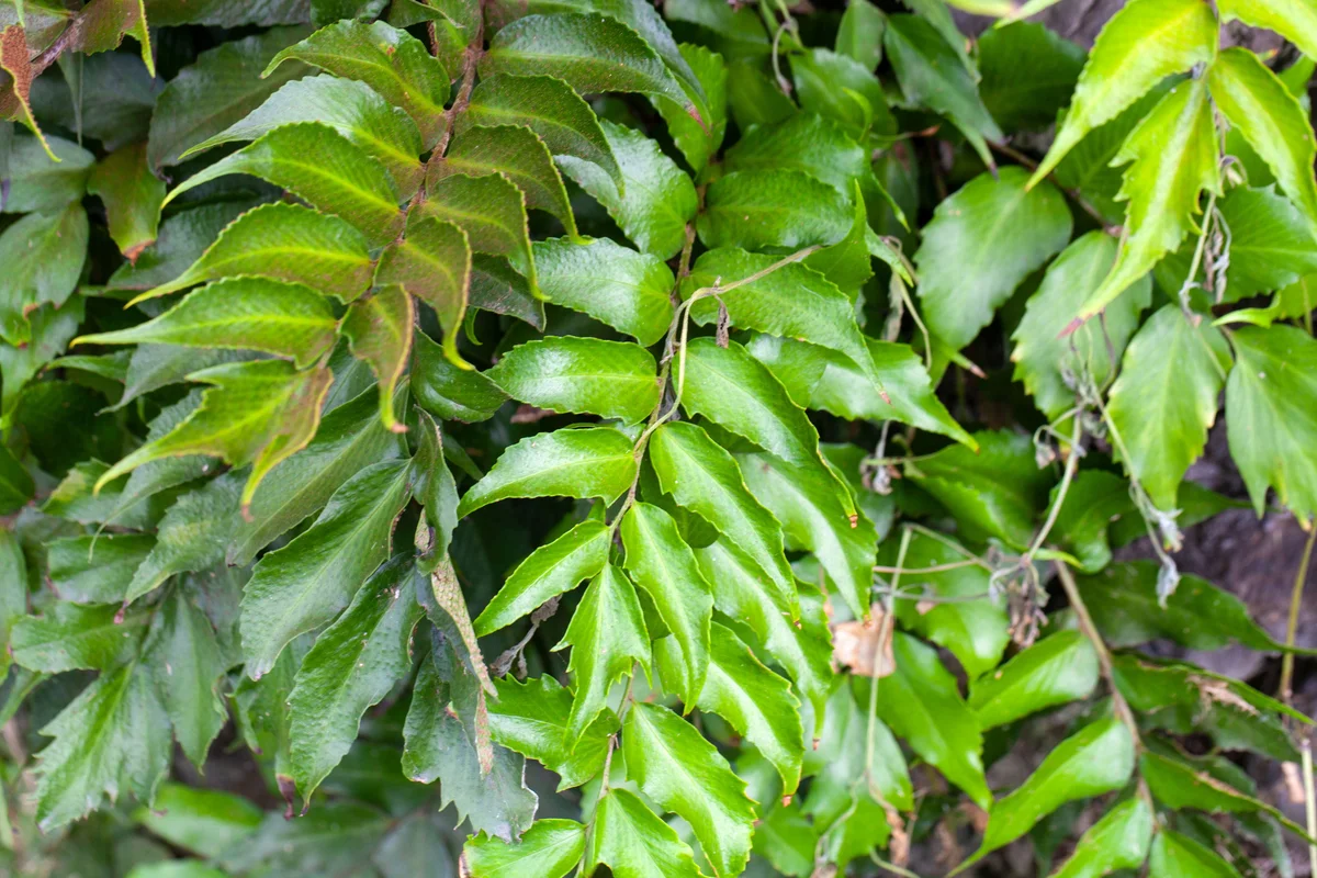 Japanese holly fern