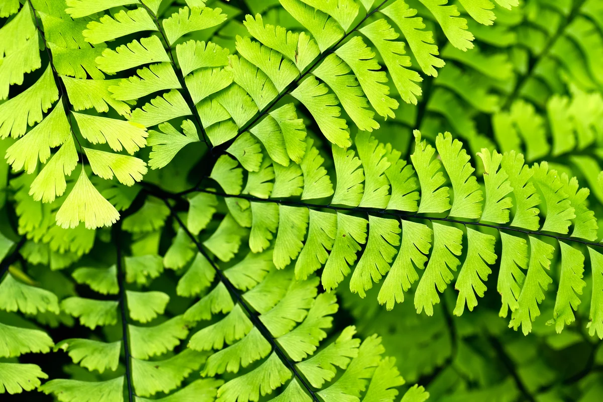 maidenhair ferns
