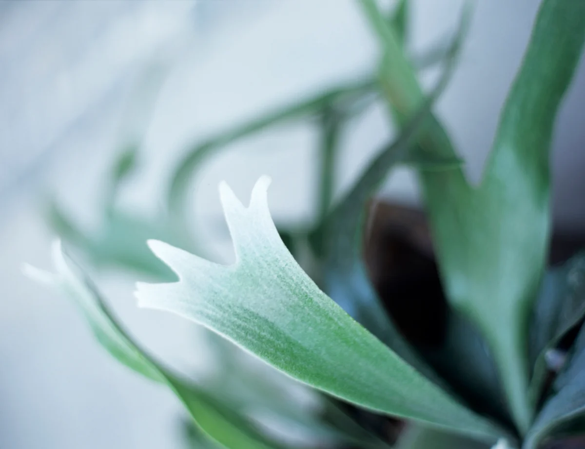 staghorn fern closeup