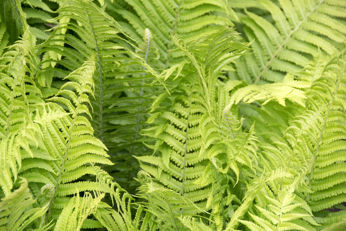 ostrich fern