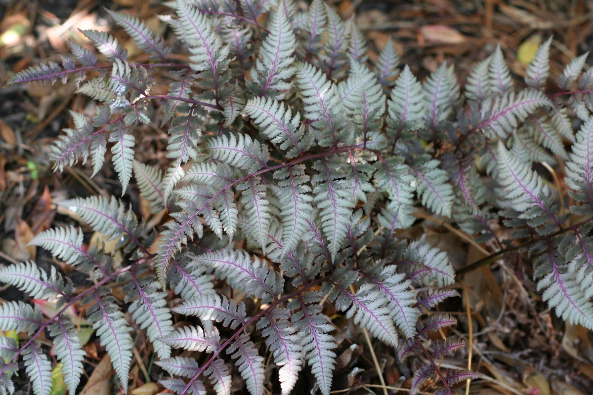 Japanese painted fern