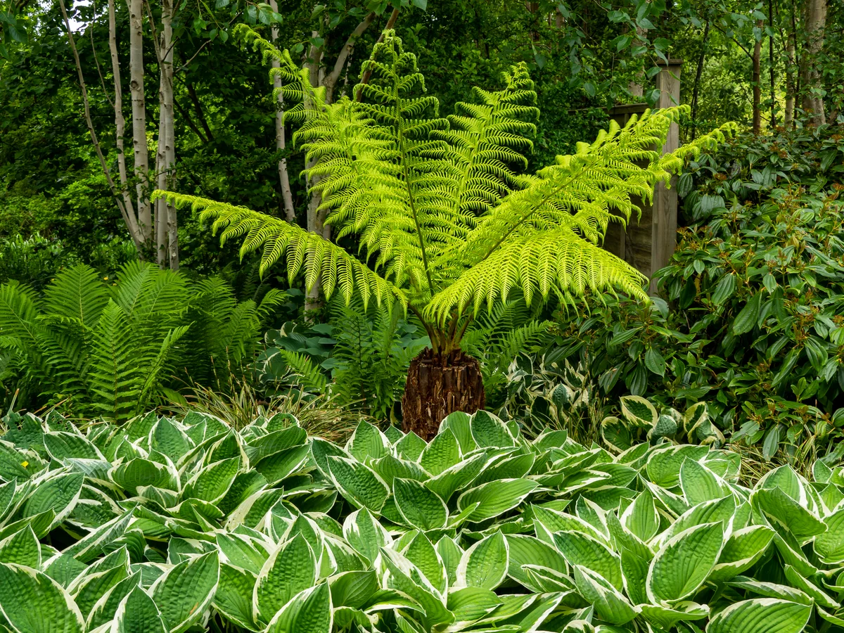 Australian tree fern