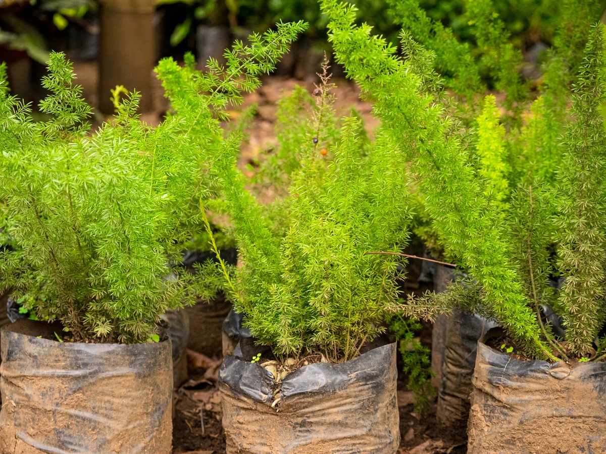 asparagus ferns