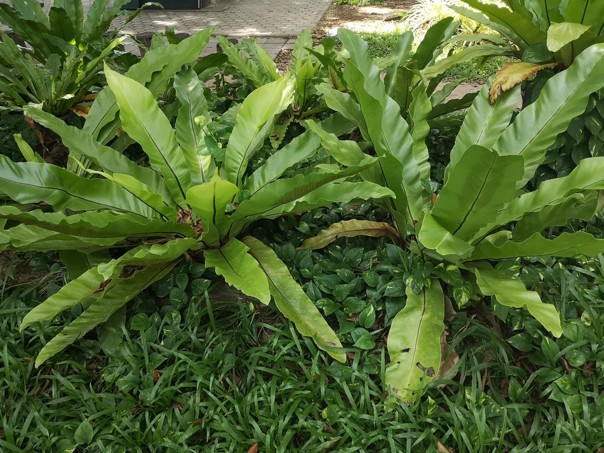 bird's nest ferns