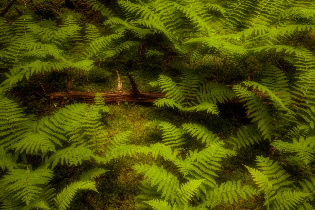 cinnamon ferns
