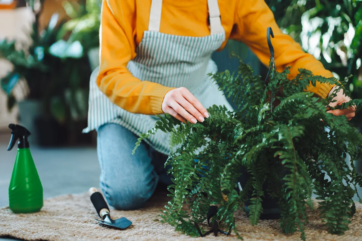woman caring for a potted fern