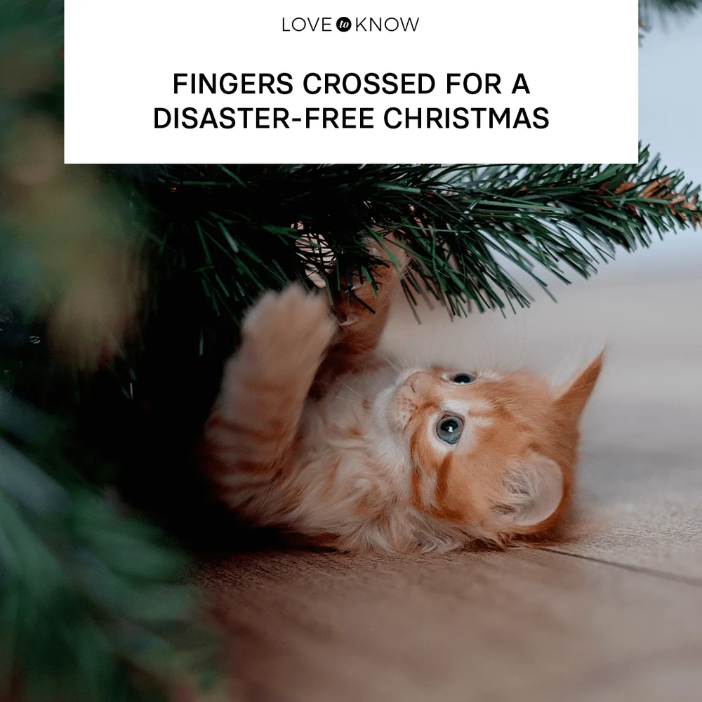 Fingers crossed for a disaster-free Christmas