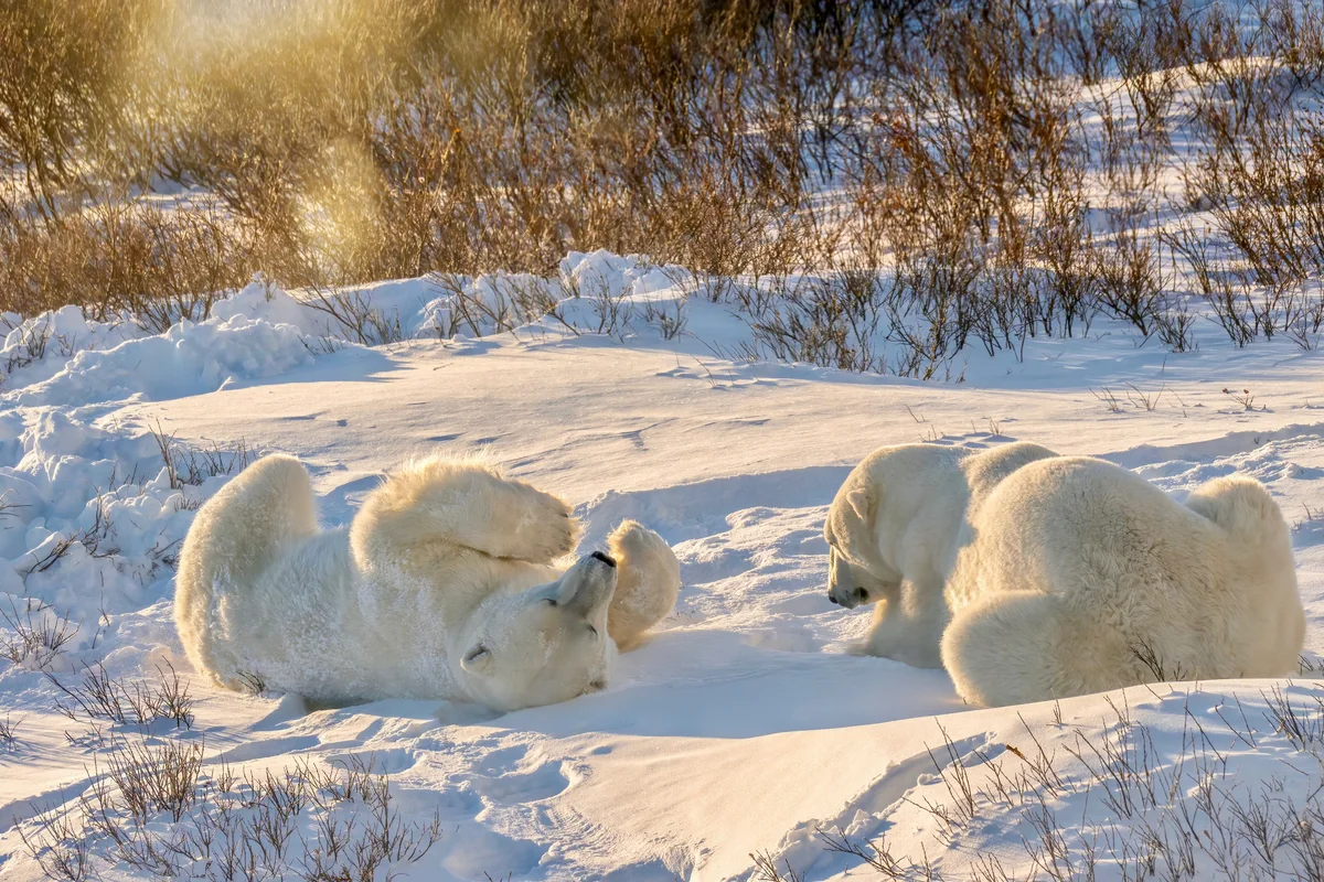polar bear rolling in snow