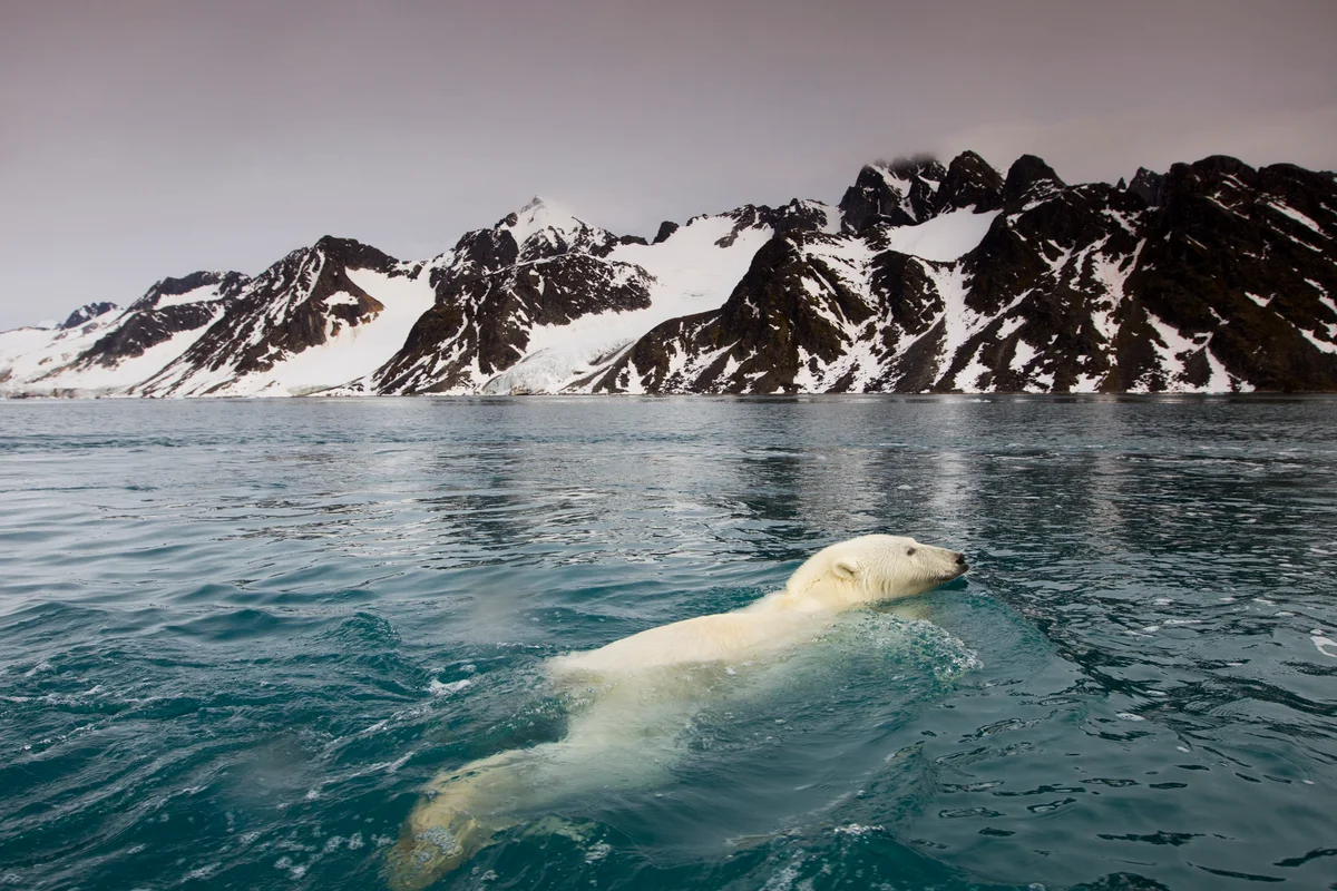 polar bear swimming