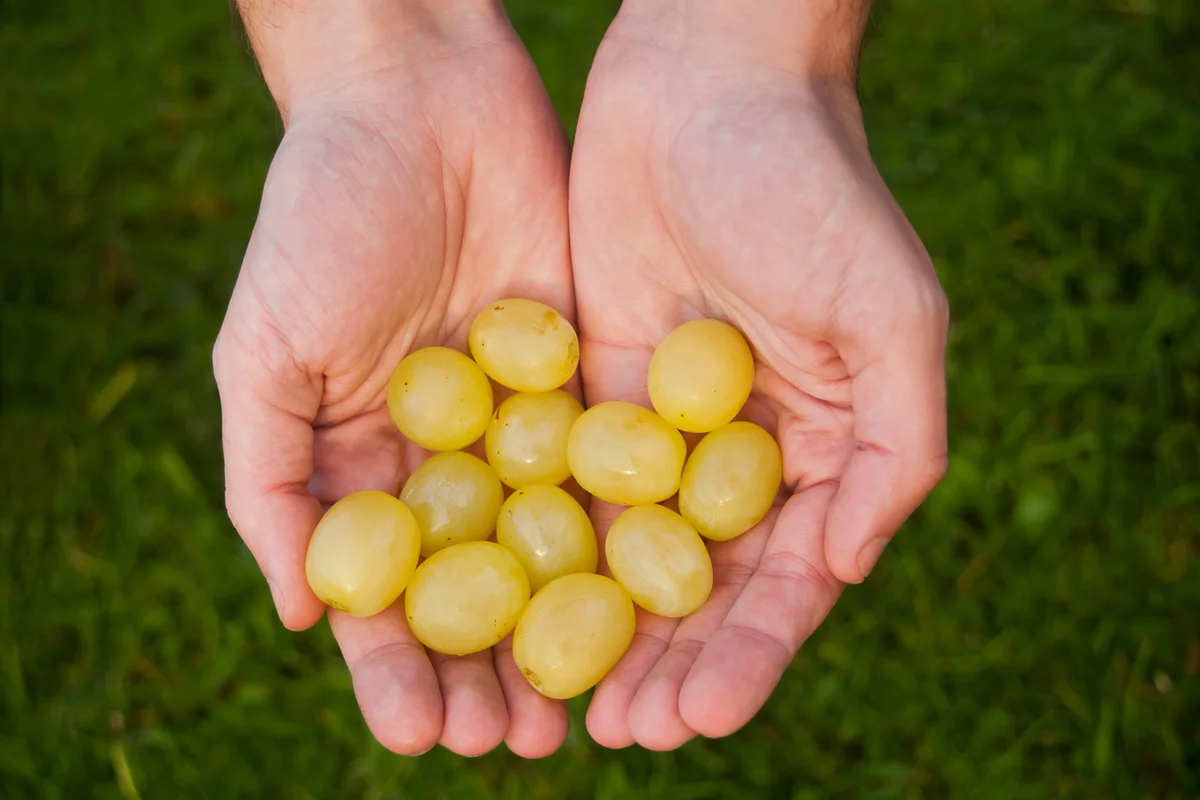 Hands holding twelve grapes, traditionally eaten on New Year's Eve in Spain