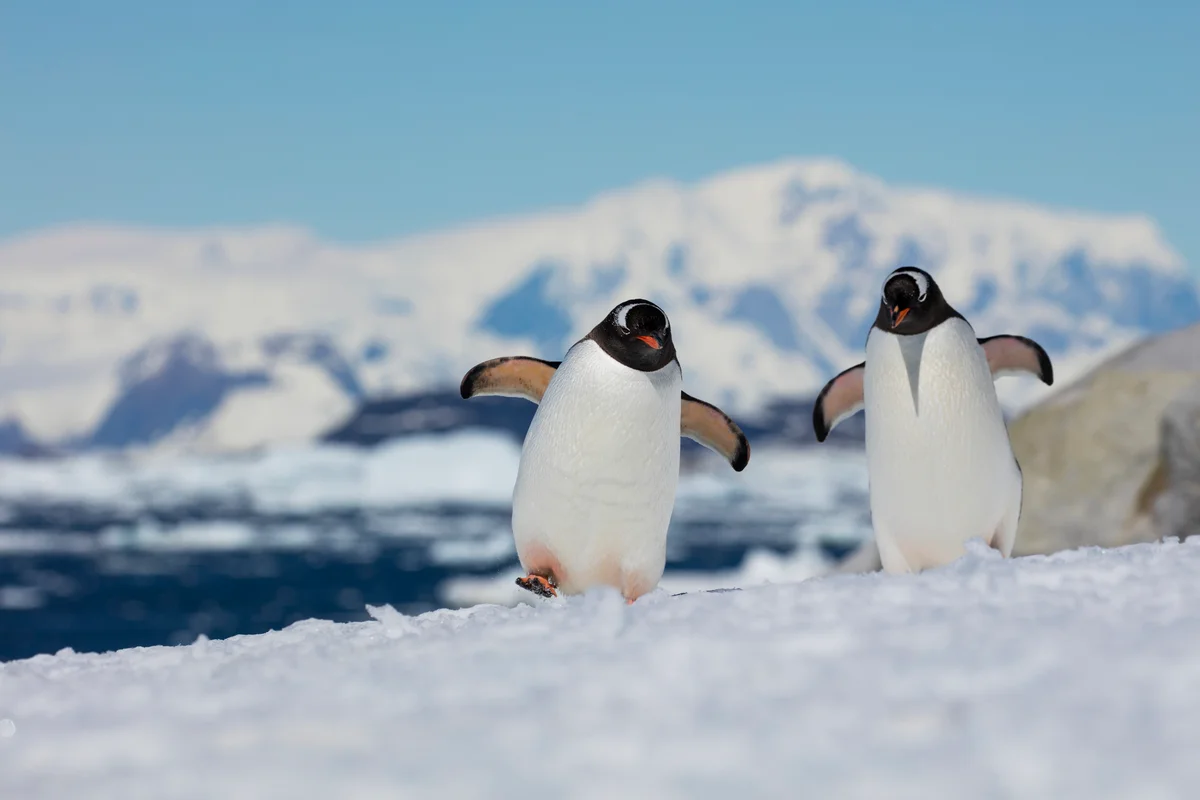 Two Gentoo penguins