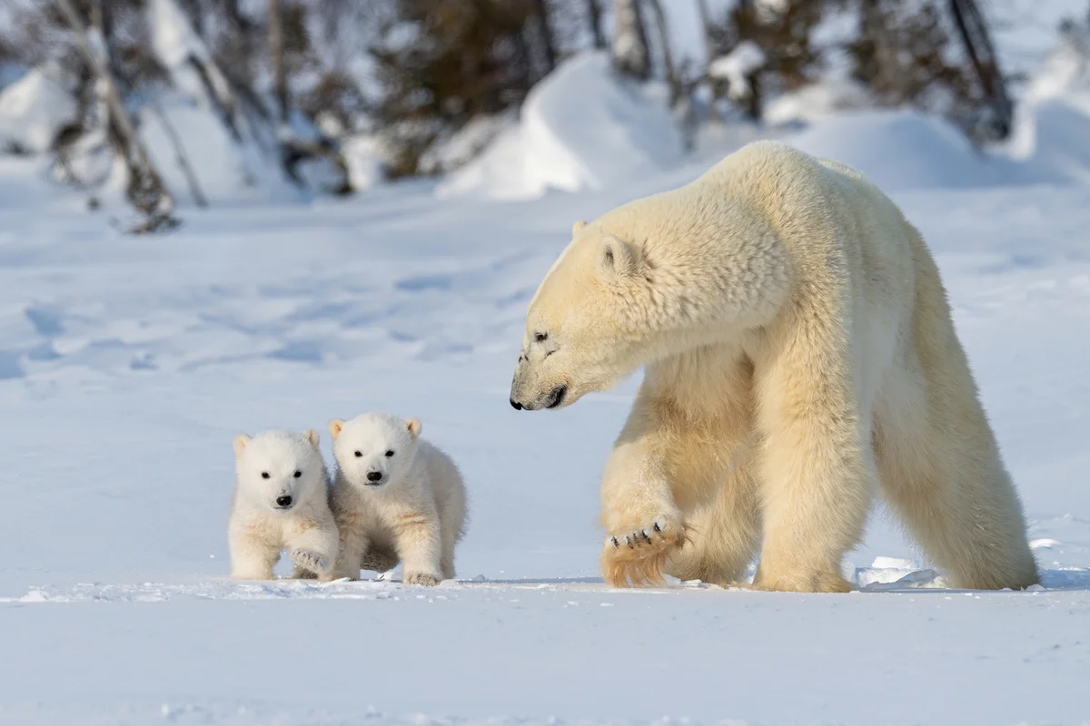Polar Bears