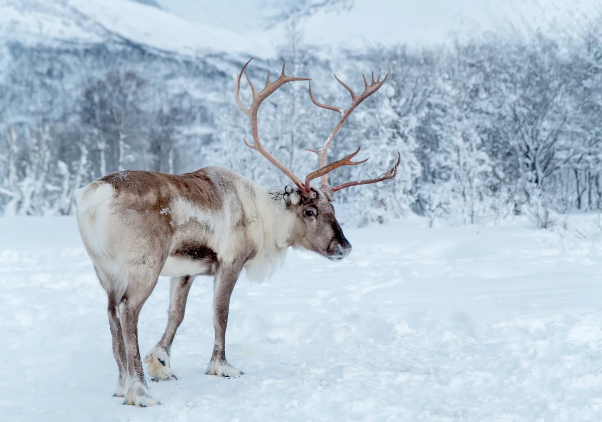 Reindeer