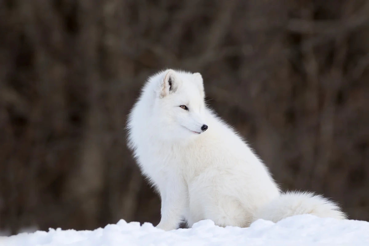 Arctic Fox