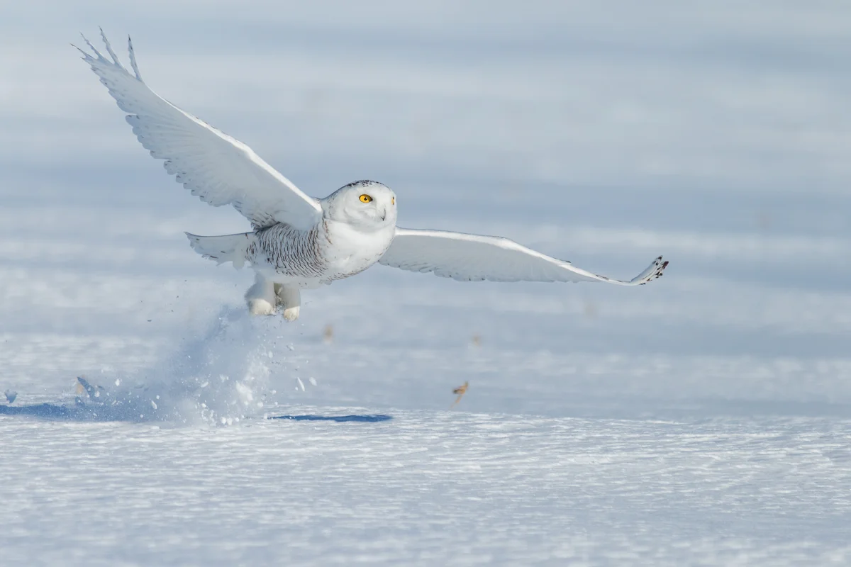 Snowy Owl