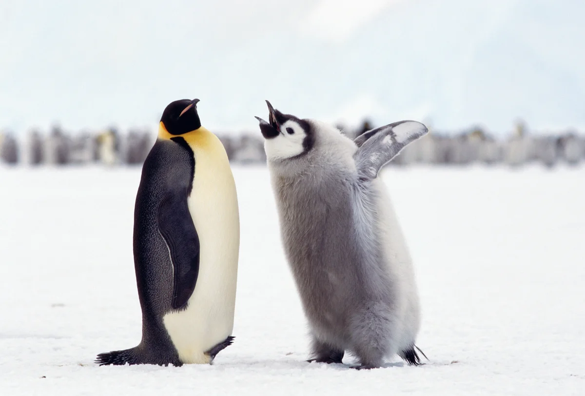 Penguins