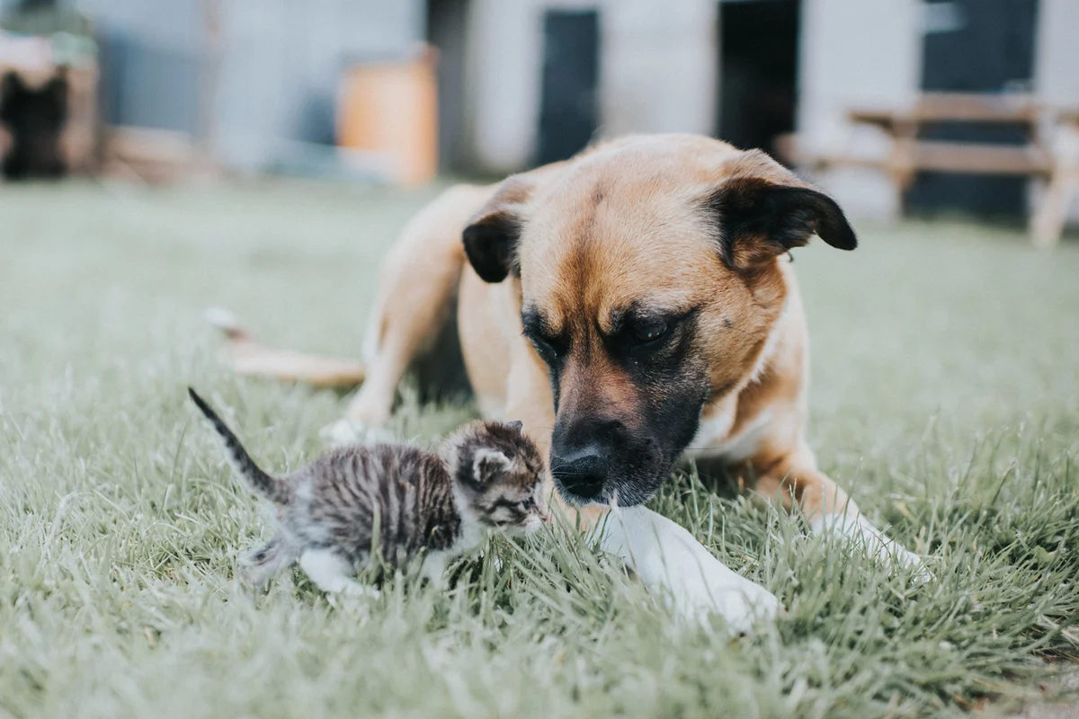 A dog is gentle with a tiny kitten