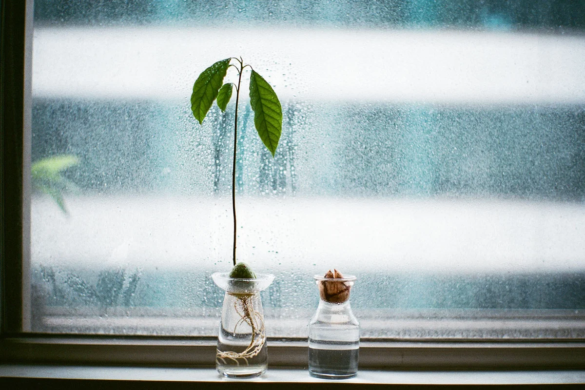 Avocado seed growing in a glass of water with plants