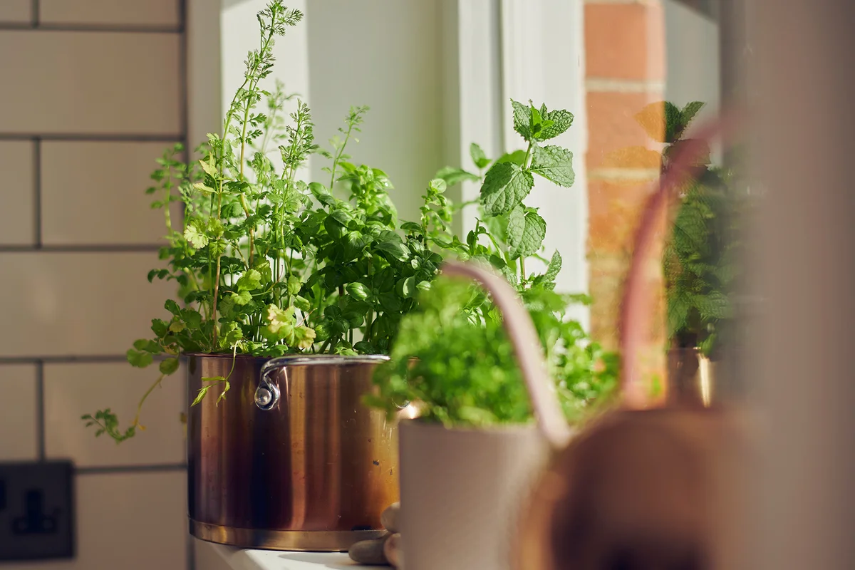 Close up of green herbs in plant pots in a domestic home
